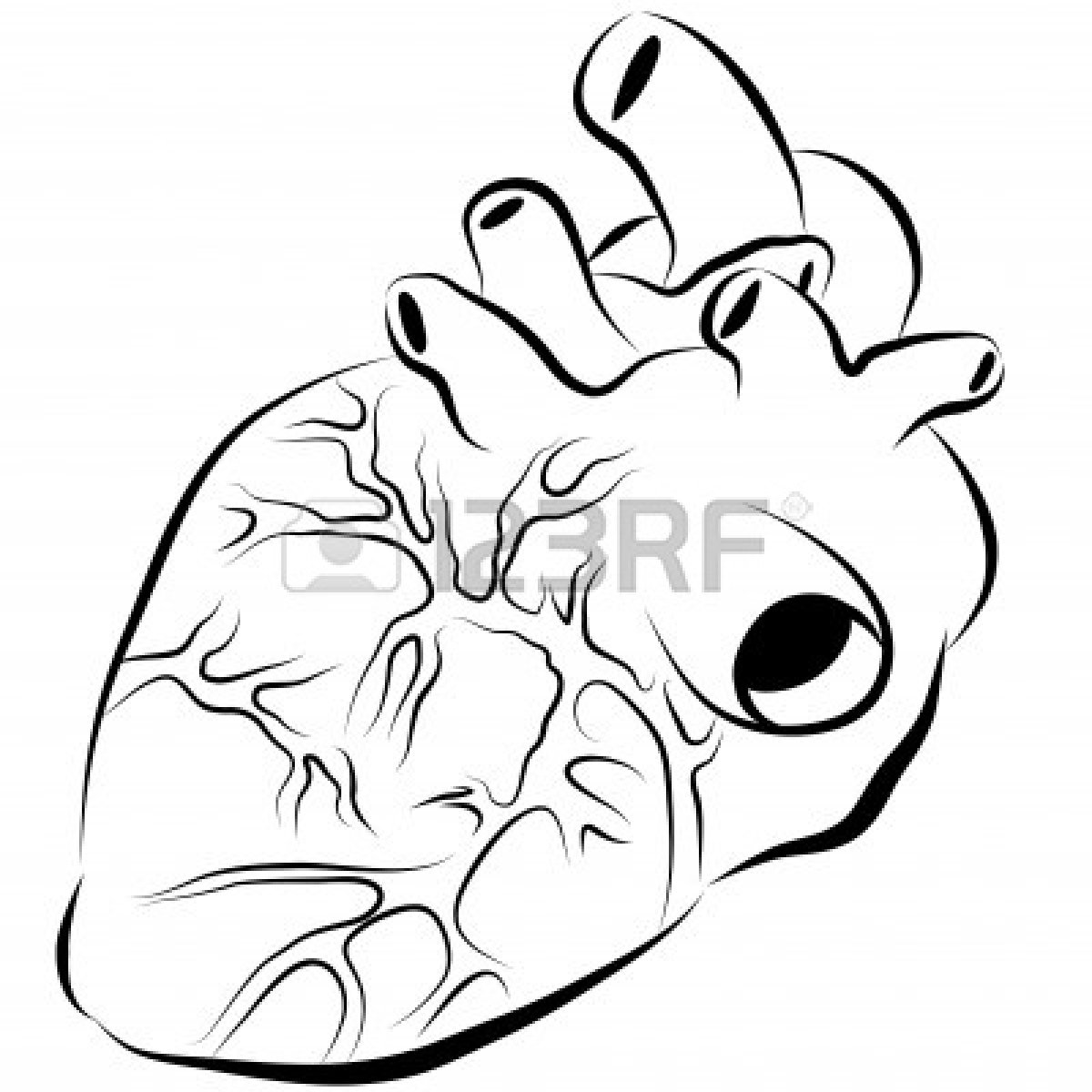 1200x1200 An Image Of A Human Heart Ink Paintings Human