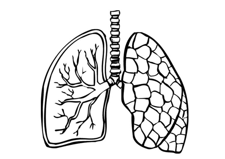 750x531 Lungs Coloring Page Lungs Coloring Page Printable