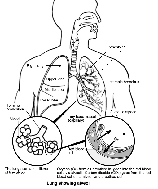 The best free Alveoli drawing images. Download from 5 free drawings of ...