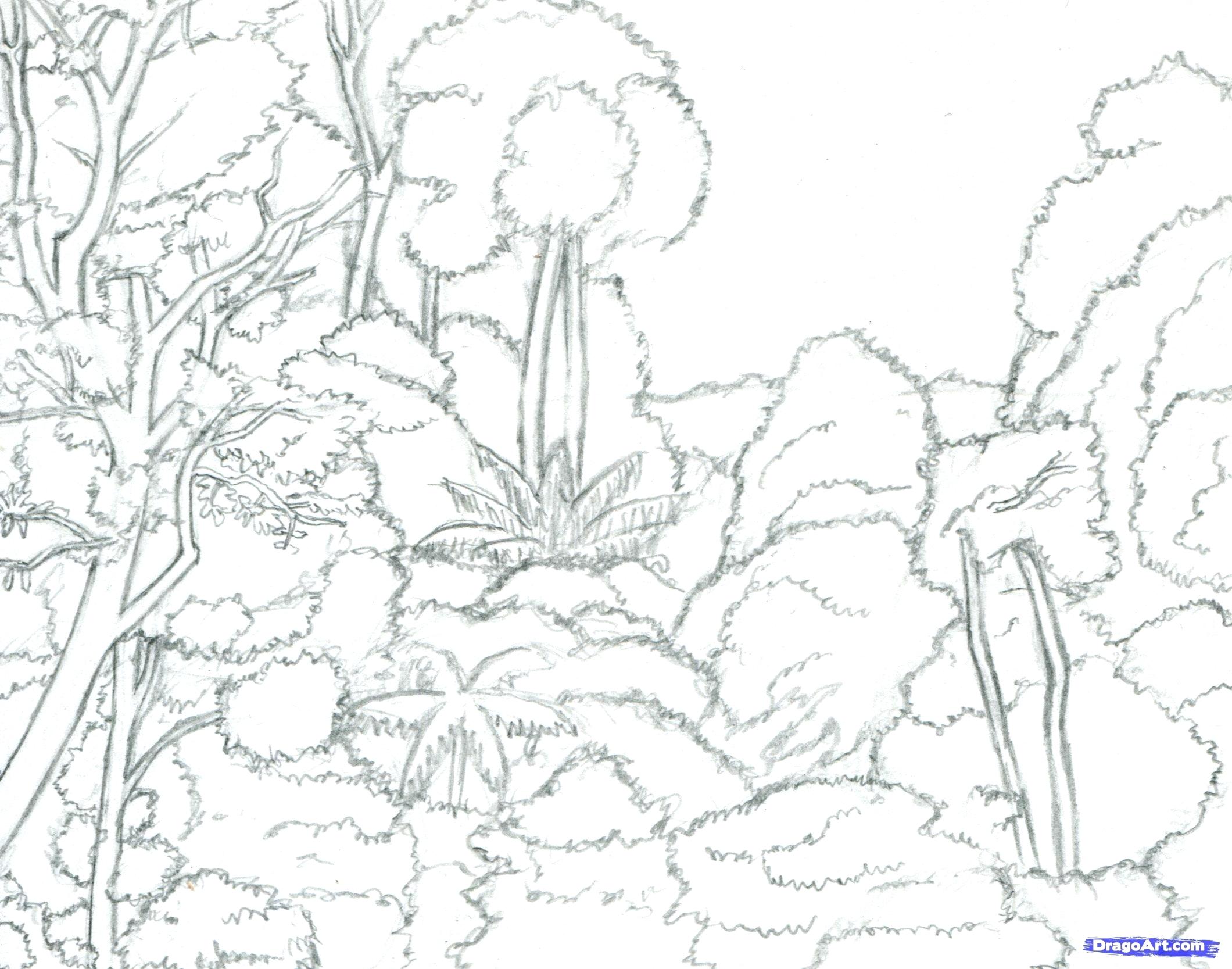 2120x1667 Diagram Tropical Rainforest Layers Diagram Plants Drawings