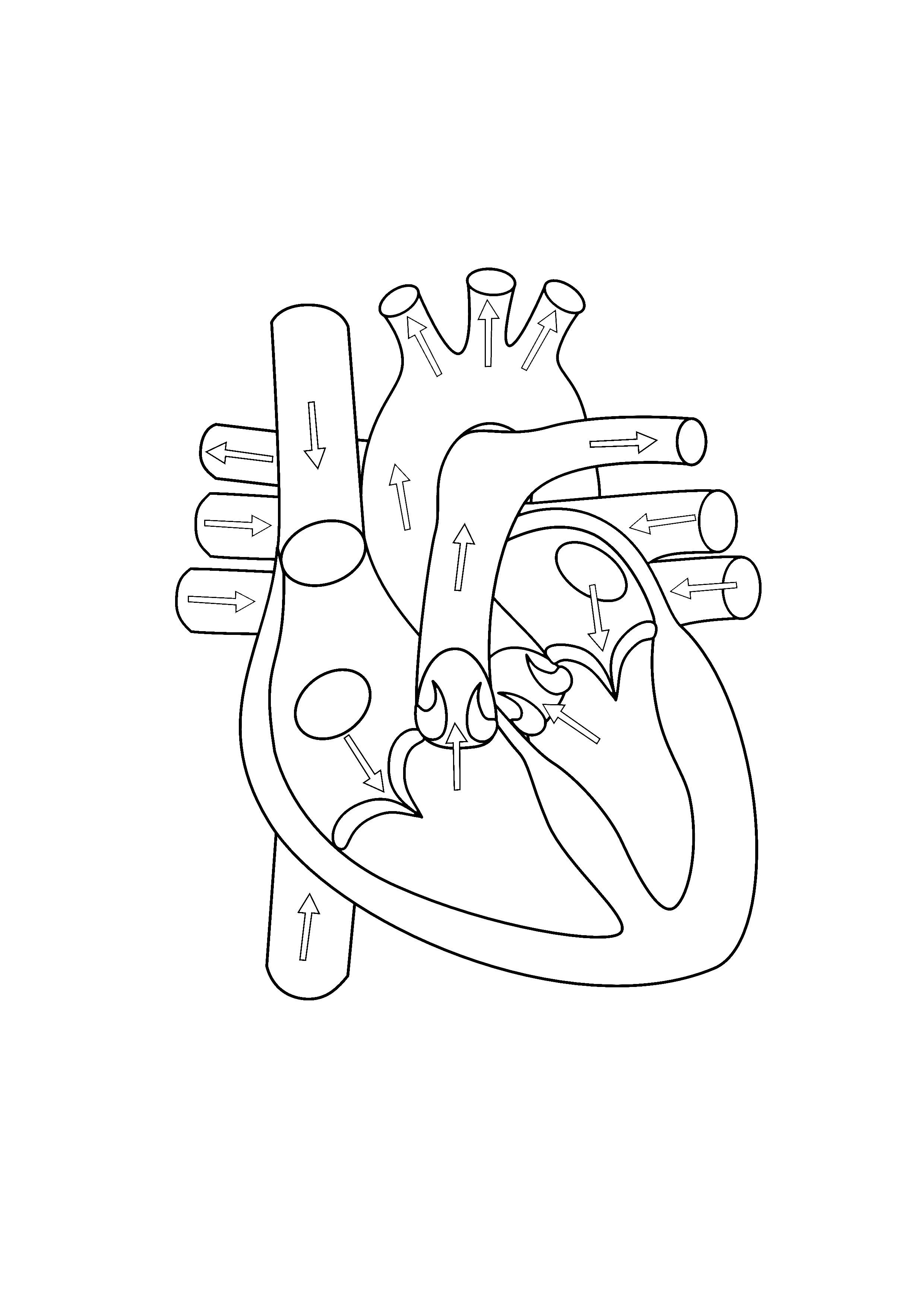 2480x3508 Parts Of The Heart Black And White Human Heart Jpg