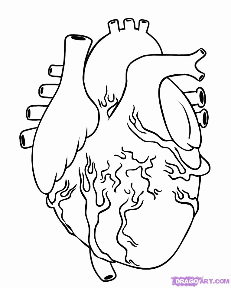 764x953 Real Heart Drawings Tenderness.co