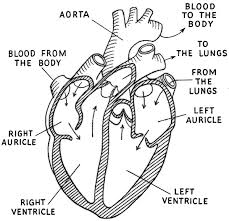 229x221 Black And White Illustration Diagram Human Heart