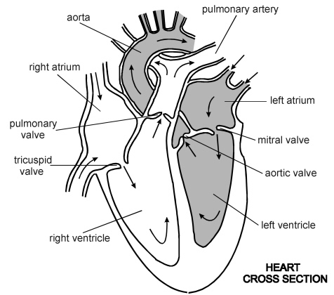 Heart Diagram Drawing at GetDrawings.com | Free for ...