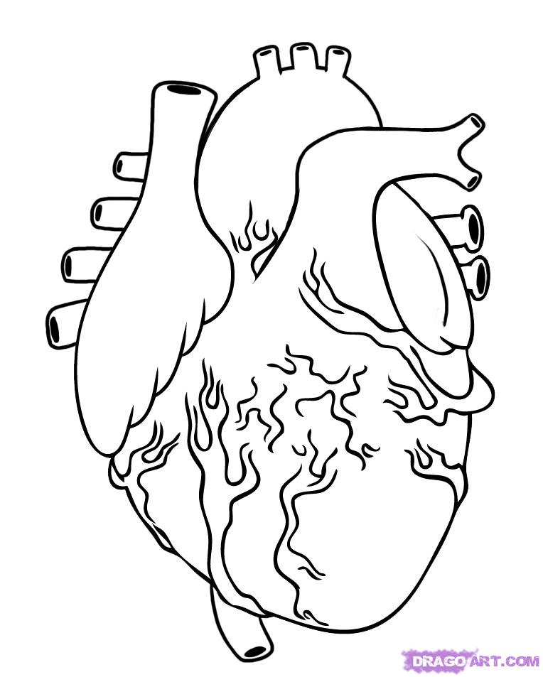 764x953 How To Draw A Human Heart Step 5 I'M Not Bad, I'M Just Drawn