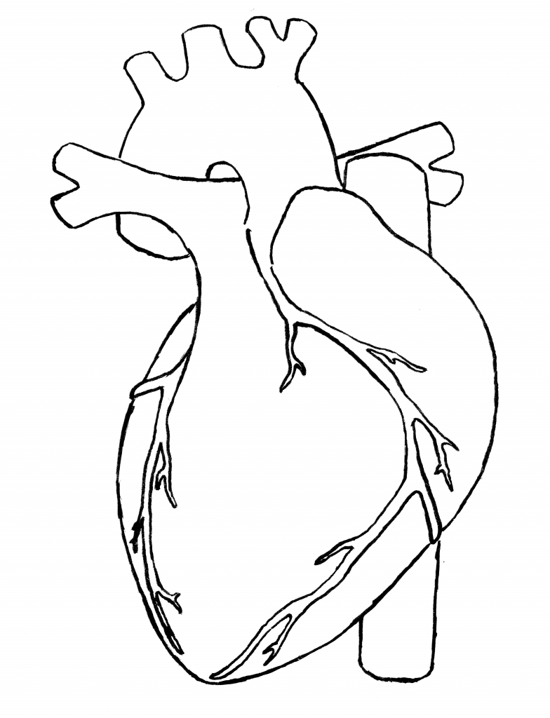 784x1024 Gallery Simple Human Heart Drawing,