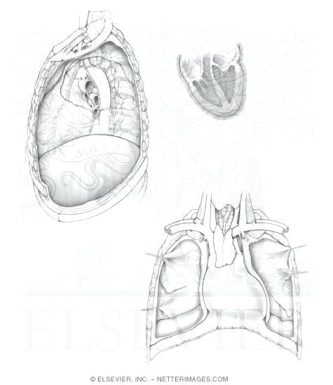 475x550 Netters Anatomy Coloring Book As Well As Heart I 51