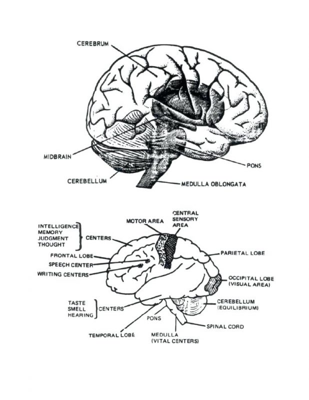 618x800 X Human Anatomy Coloring Pages Free Printable Heart Page Hu