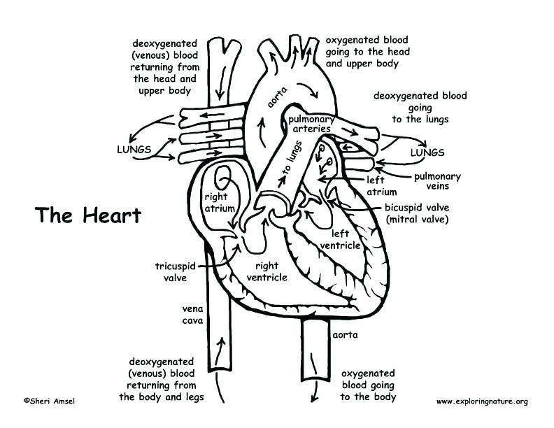 792x612 Human Heart Coloring Pages