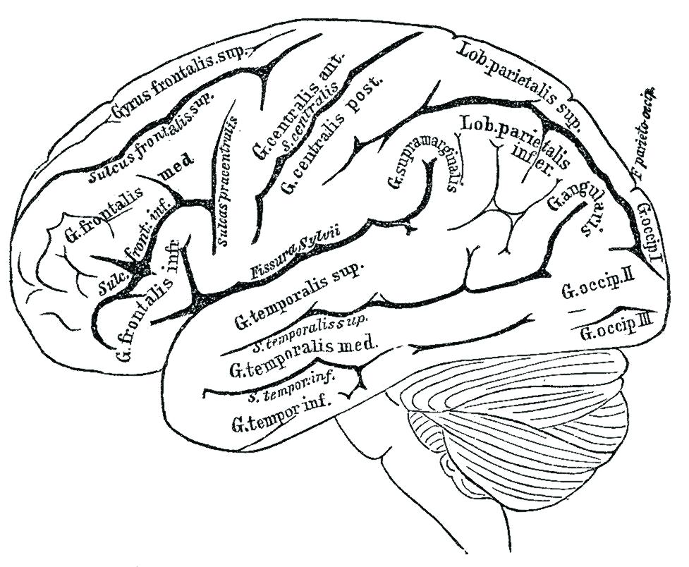 977x804 Anatomy Coloring Pages Brain Anatomy Coloring Pages Image Result