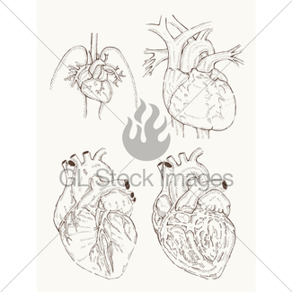 325x325 Hand Drawing Sketch Anatomical Heart. Doodle Zentangle Ve Gl