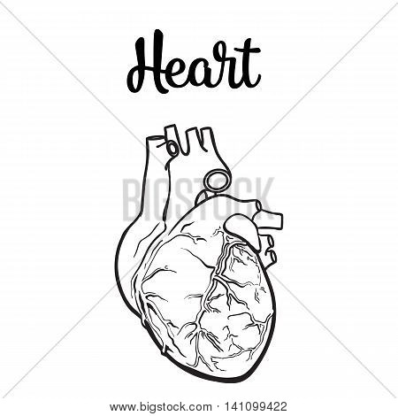 450x470 Anatomical Human Heart, Sketch Hand Image Amp Photo Bigstock
