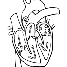 268x268 Real Heart Coloring Page Kids Drawing And Coloring Pages