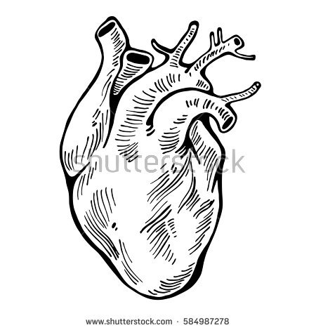 450x470 Real Heart Line Drawing