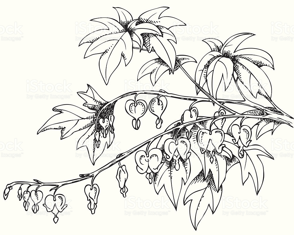 1024x819 Flower Drawing