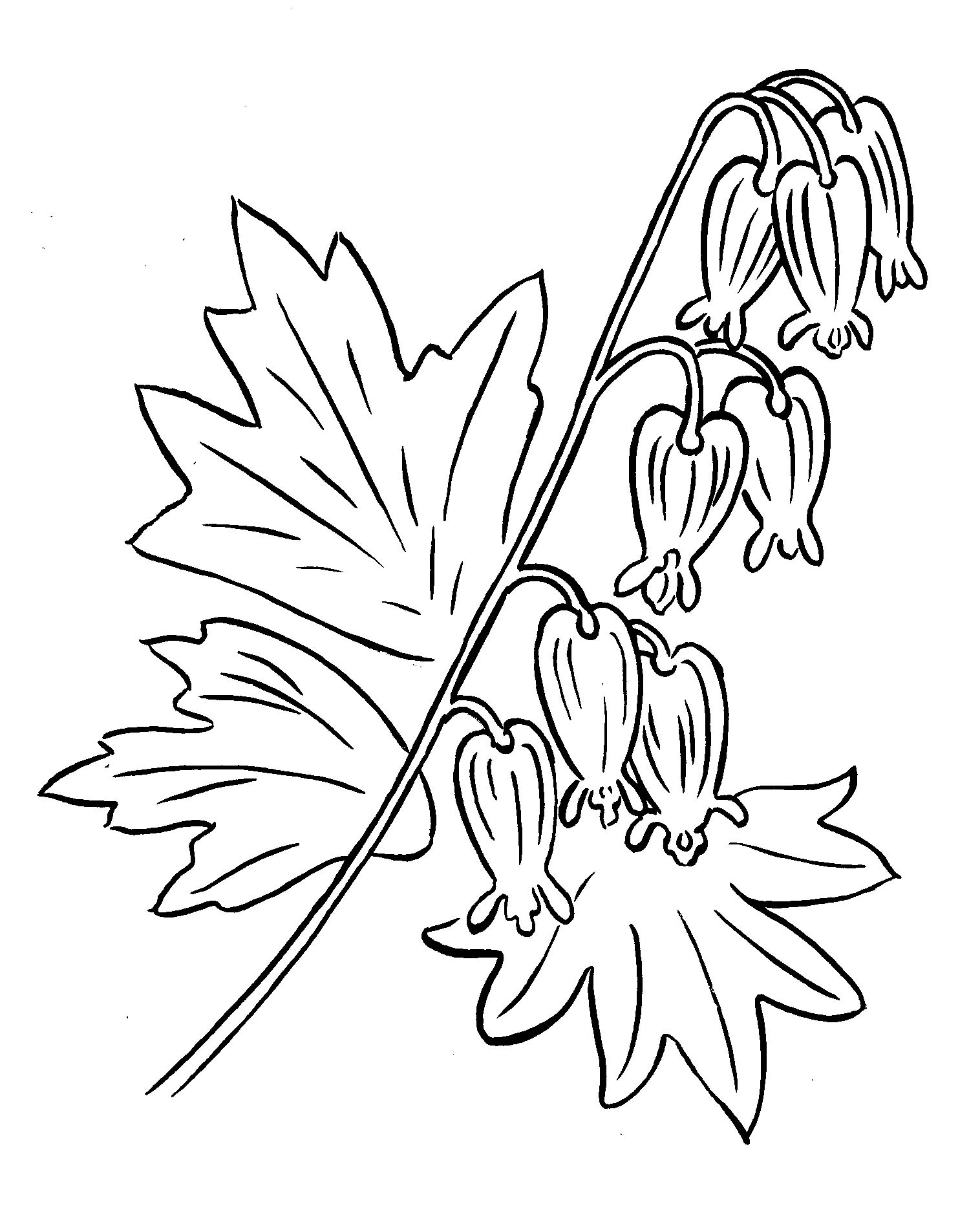 1516x1876 Bleeding Heart Plant Painting And Drawing