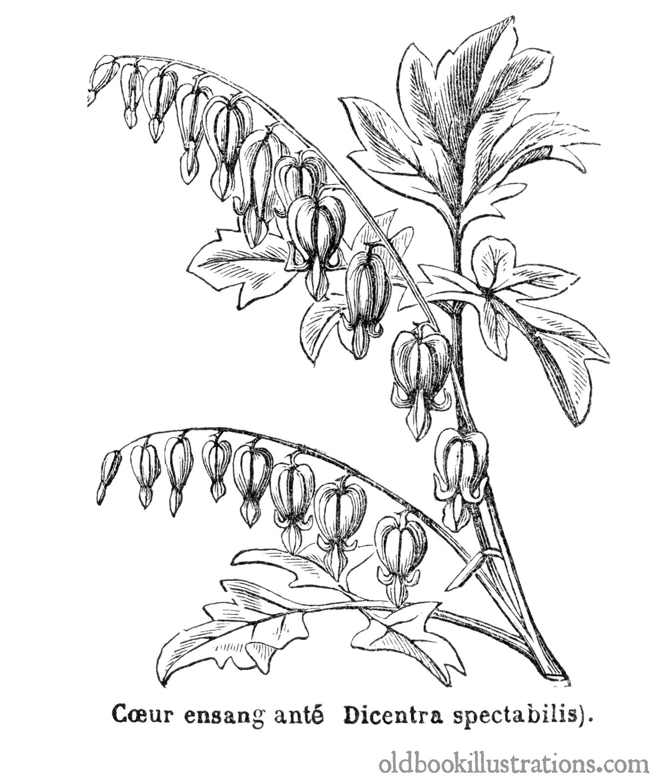 1361x1600 Bleeding Heart Old Book Illustrations