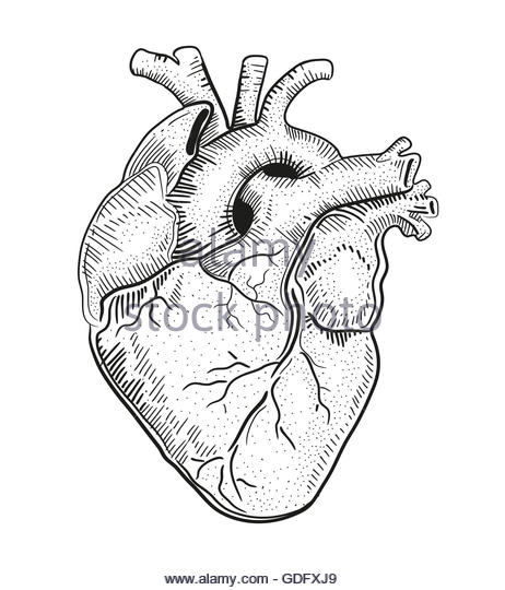 462x540 Muscle Heart Drawing Cut Out Stock Images Amp Pictures