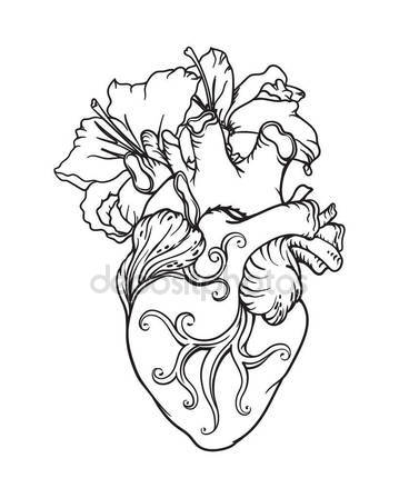359x448 Stylized Anatomical Human Heart Drawing. Heart With White Lilies