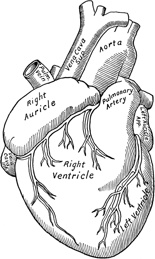615x1024 Front View Of The Heart Clipart Etc