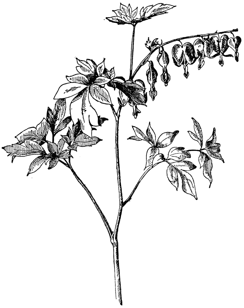 812x1024 Bleeding Heart Clipart Etc