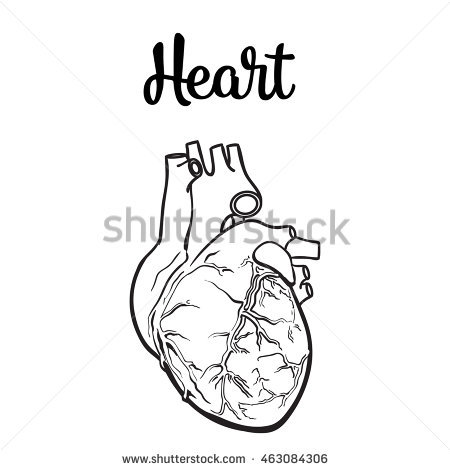 450x470 Anatomical Human Heart, Sketch Hand Drawn Illustration Isolated