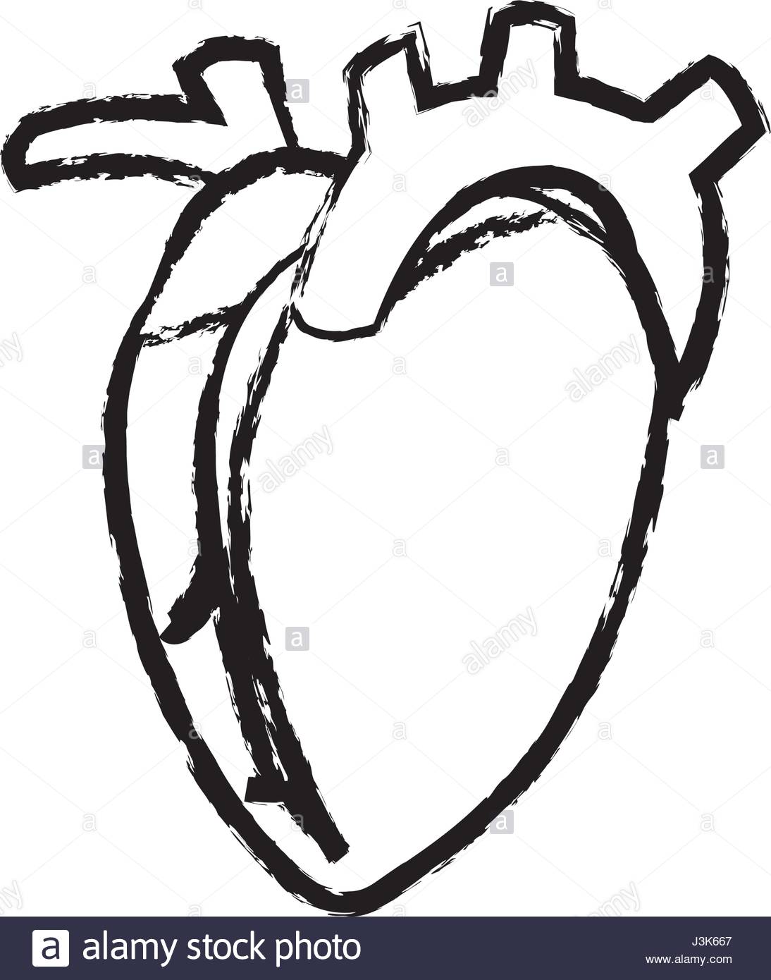 1094x1390 Sketch Heart Human Organ Sport Healthy Stock Vector Art