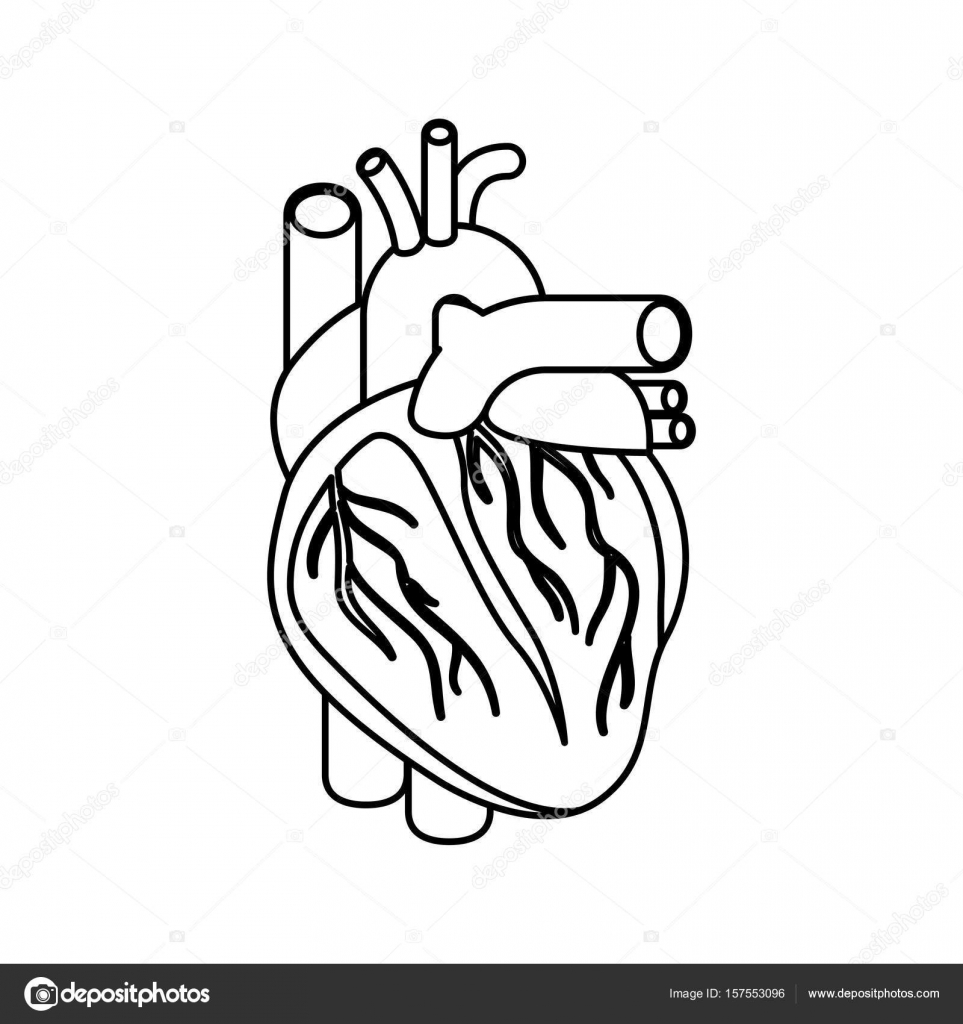963x1024 Sketch Silhouette Heart System Human Body Stock Vector