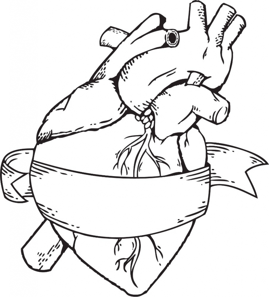 927x1024 Drawing Of A Real Heart