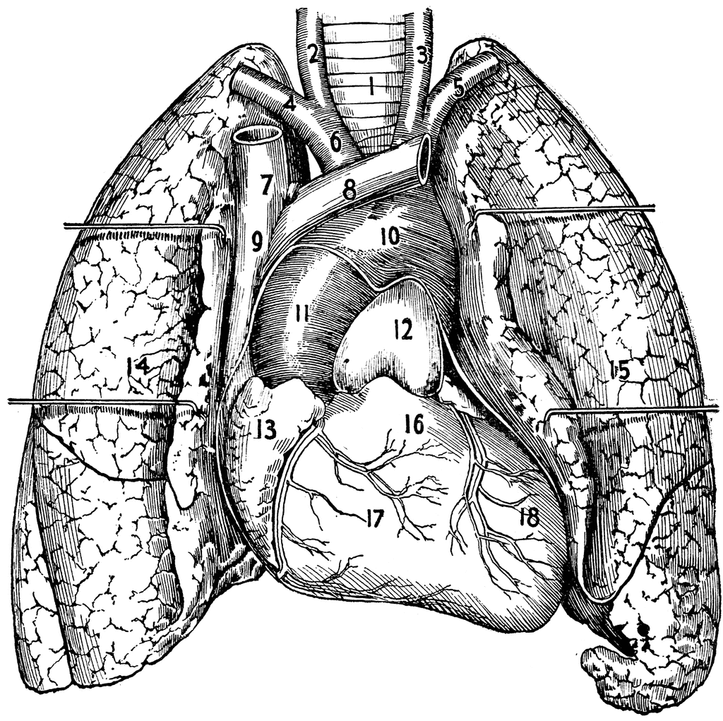 1024x1021 Heart And Lungs Clipart Etc