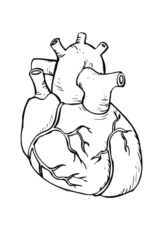 620x875 Real Heart Coloring Pages Valentine Page
