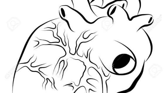 570x320 Simple Human Heart Drawing Images For Gt Real Heart Tattoo Drawing