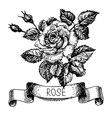 380x400 Sketch Floral Rose Banner With Ribbon Hand Drawn Vector