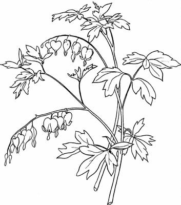 353x400 Flower Clipart Bleeding Heart