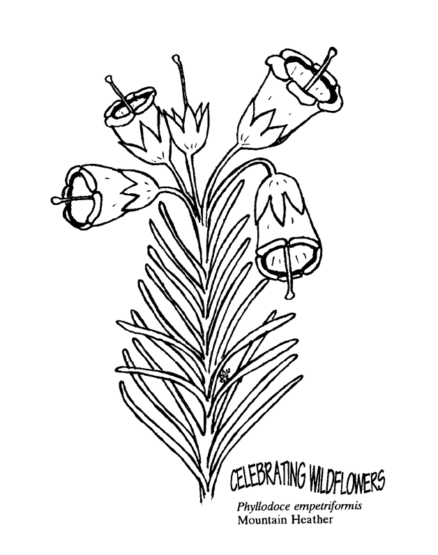 628x796 Mountain Heather Free Coloring Pages For Kids