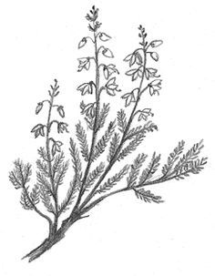 236x303 What Colour Is Scottish Heather The Plant