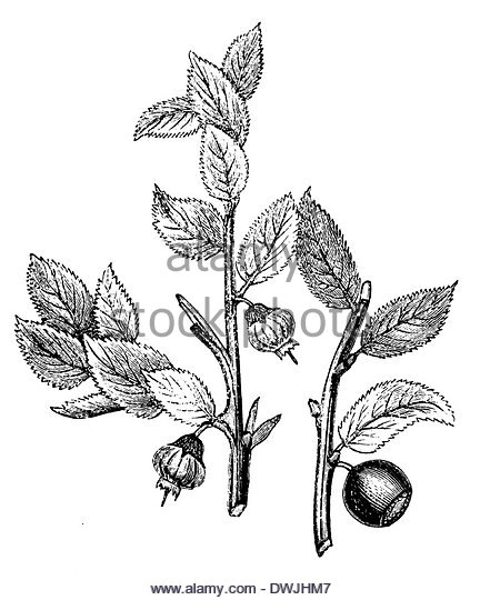 432x540 Heather Plants Plant Black And White Stock Photos Amp Images