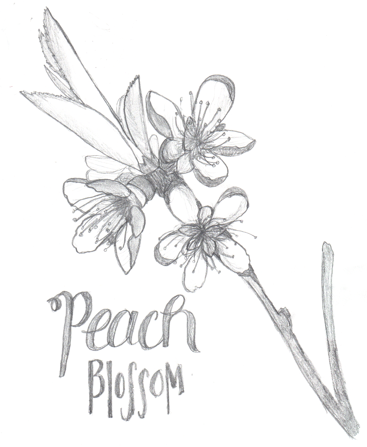 1175x1431 The Snarky Beagle Drawing Amp Illustration For Dummies