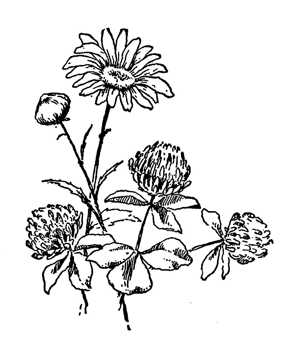 1200x1437 Daisies And Heather Flowers Pictures