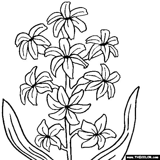 560x560 Flower Coloring Pages Color Flowers Online Page 1