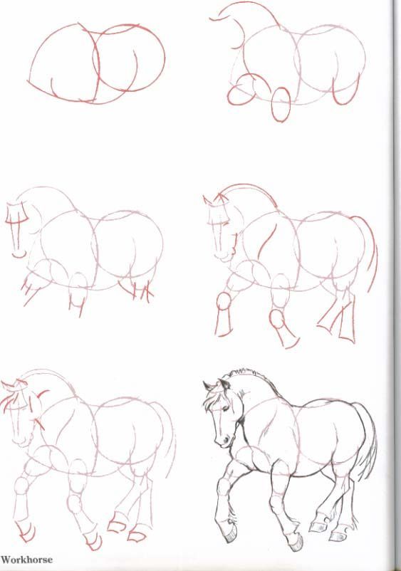 563x802 How To Draw Horses