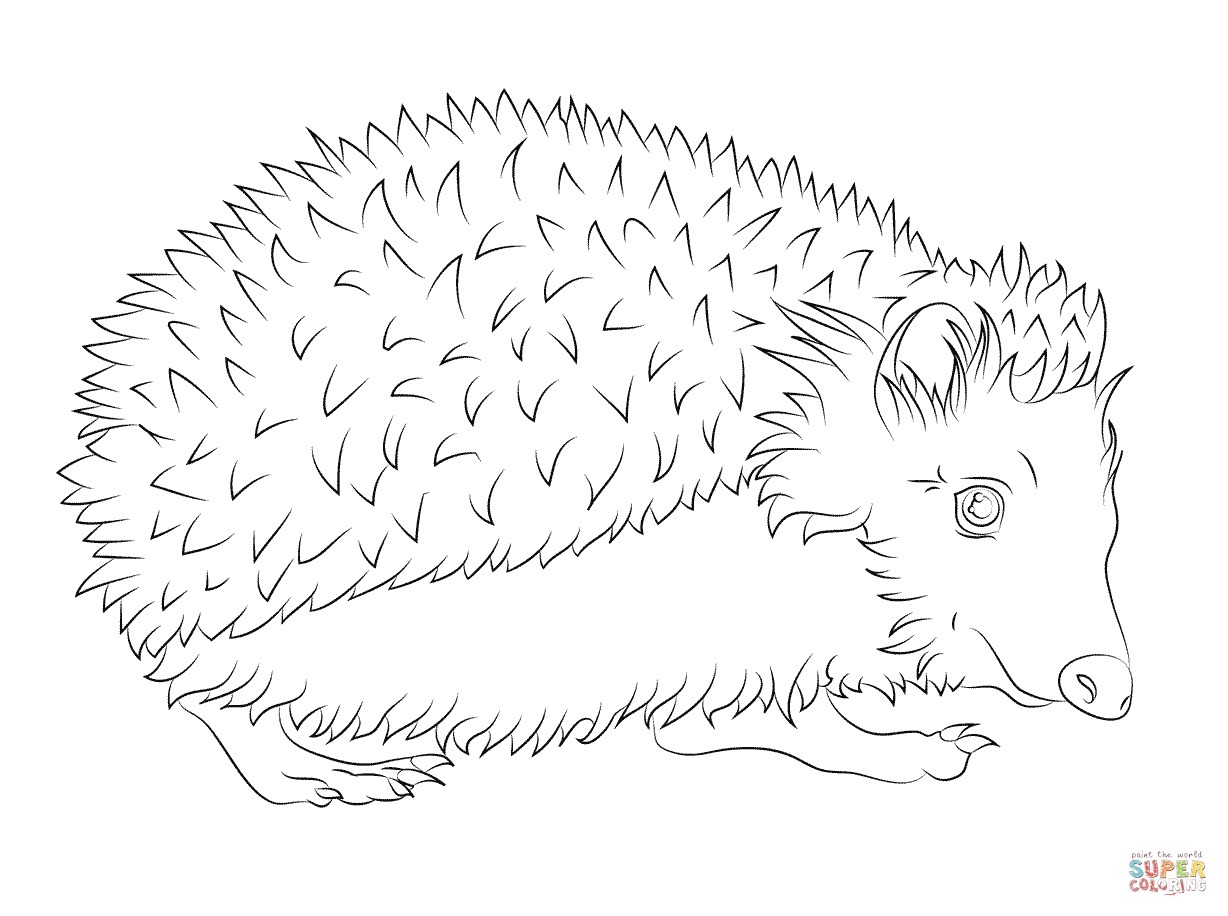 1228x916 Hedgehog Coloring Page Free Printable Coloring Pages