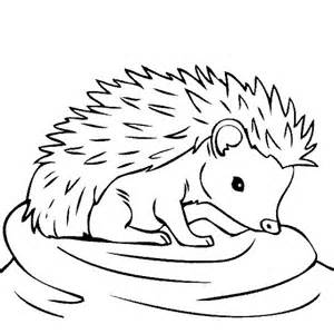 300x300 Hedgehogs, Coloring Sheets