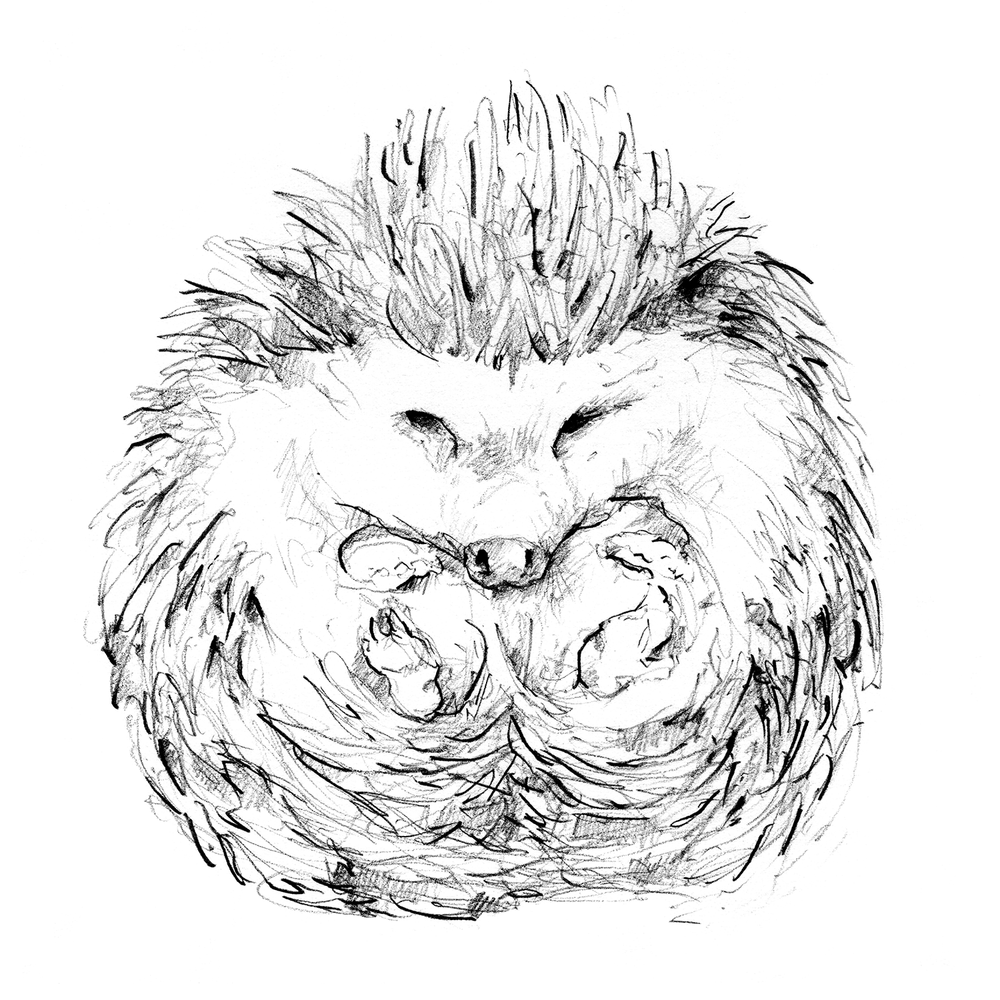 1000x1000 Hedgehog Drawing, Illustration, Graphite