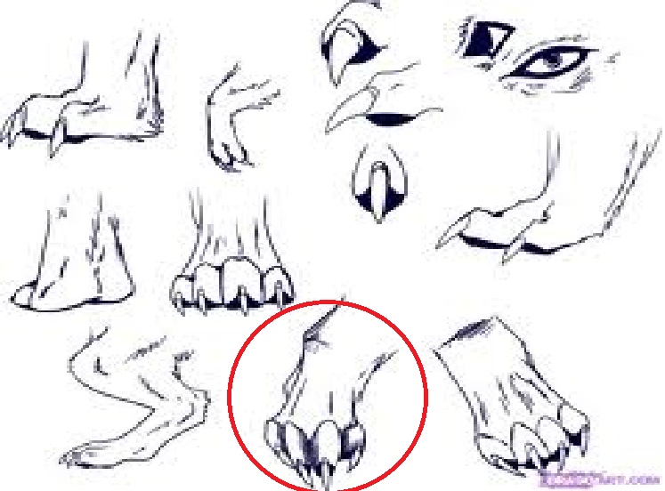 747x552 The Drawing I Used To Help Draw My Wolf Paw By Twilighthowl12