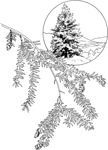 346x480 Eastern Hemlock Or Canadian Hemlock Tree Coloring Page Free