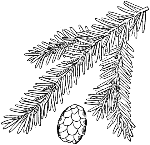 480x466 Eastern Hemlock Or Canadian Hemlock Coloring Page Free Printable