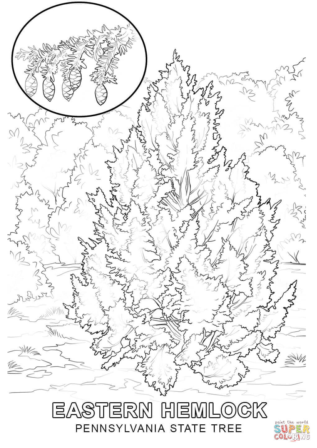 1020x1440 Pennsylvania State Tree Coloring Page Free Printable Coloring Pages