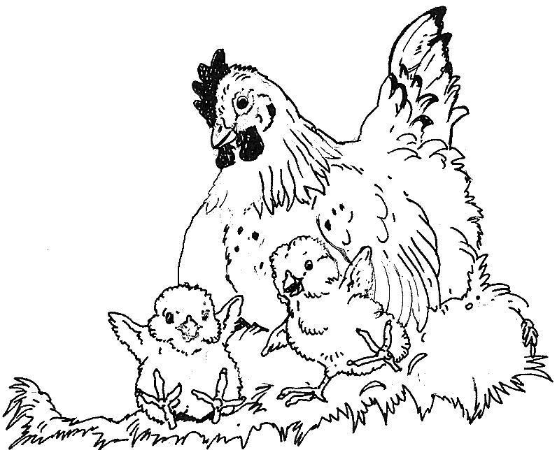 796x644 Hen Chicks Coloring