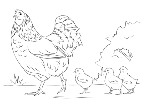 480x358 Hen And Cute Chicks Coloring Page Free Printable Coloring Pages